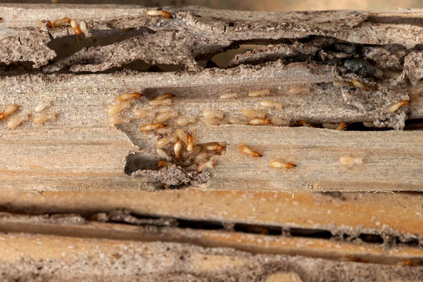 Best Commercial Pest Control Services  in Hagerstown, MD