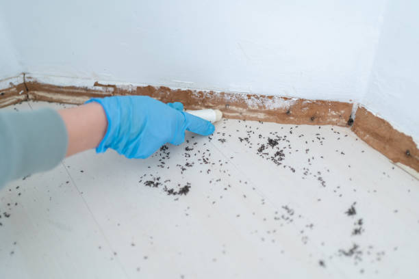 Best Mosquito Control Services  in Hagerstown, MD